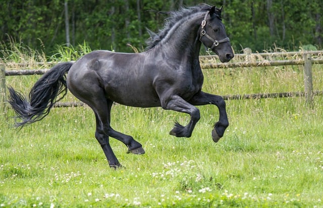 Free download horse equine equestrian pasture free picture to be edited with GIMP free online image editor