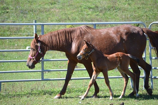 Unduh gratis Horse Equine Mare - foto atau gambar gratis untuk diedit dengan editor gambar online GIMP