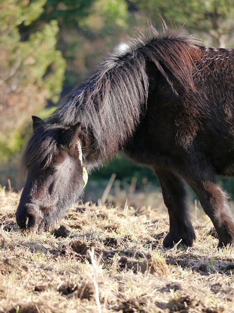 Free download horse equine pony animal mane free picture to be edited with GIMP free online image editor
