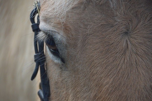 Download gratuito Horse Eye Animal: foto o immagine gratuita da modificare con l'editor di immagini online GIMP