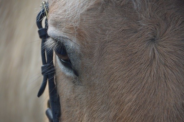 Free download Horse Eye Animal -  free photo or picture to be edited with GIMP online image editor