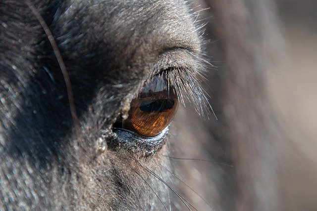 Free download horse eye macro pupil eyeball free picture to be edited with GIMP free online image editor