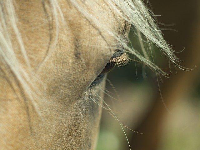 Free picture Horse Eye Mane -  to be edited by GIMP free image editor by OffiDocs