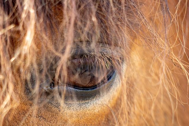 הורדה חינם סוס עין רעמת ראש חיה סוסים תמונה בחינם לעריכה עם עורך תמונות מקוון בחינם של GIMP