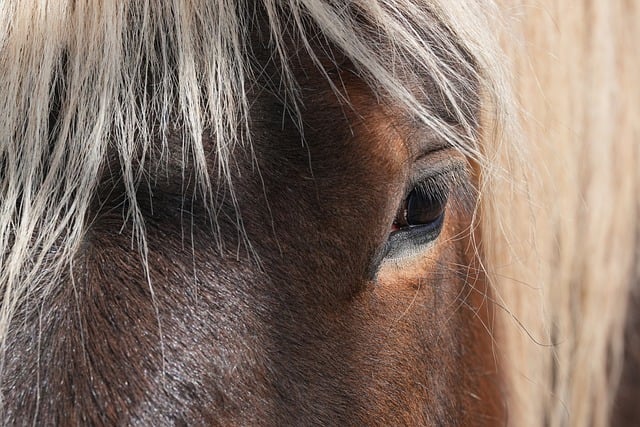 Free download horse eye near sight comtois free picture to be edited with GIMP free online image editor