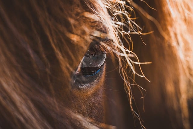 Free download horse eye pony equine detail free picture to be edited with GIMP free online image editor