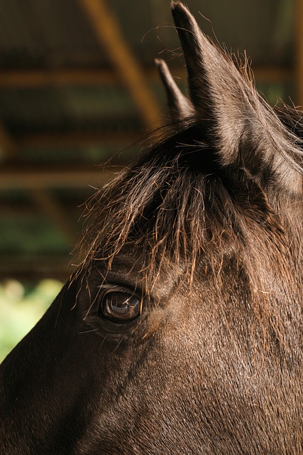 Free download horse eyes nostalgic farm animal free picture to be edited with GIMP free online image editor