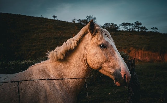 Free download horse farm twilight animal nature free picture to be edited with GIMP free online image editor