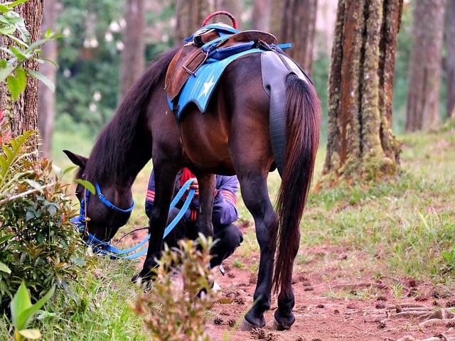 Free download horse feeding fauna wildlife free picture to be edited with GIMP free online image editor
