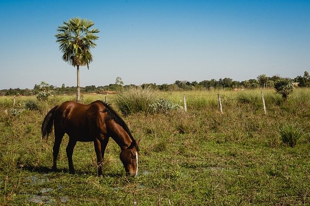 تنزيل Horse Field Animals - صورة مجانية أو صورة لتحريرها باستخدام محرر الصور عبر الإنترنت GIMP