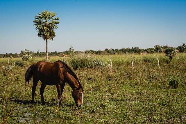 Free download Horse Field Animals -  free photo or picture to be edited with GIMP online image editor