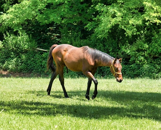 Gratis download Horse Fields Animal - gratis foto of afbeelding om te bewerken met GIMP online afbeeldingseditor