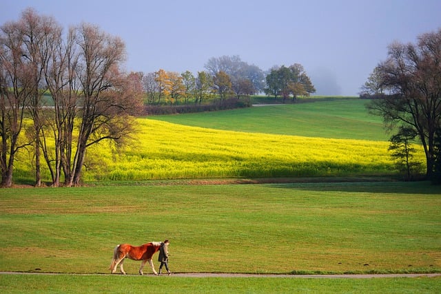 Scarica gratuitamente l'immagine gratuita del percorso a piedi autunnale dei campi dei cavalli da modificare con l'editor di immagini online gratuito GIMP