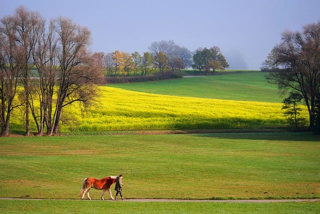 Free download horse fields autumn man walk path free picture to be edited with GIMP free online image editor