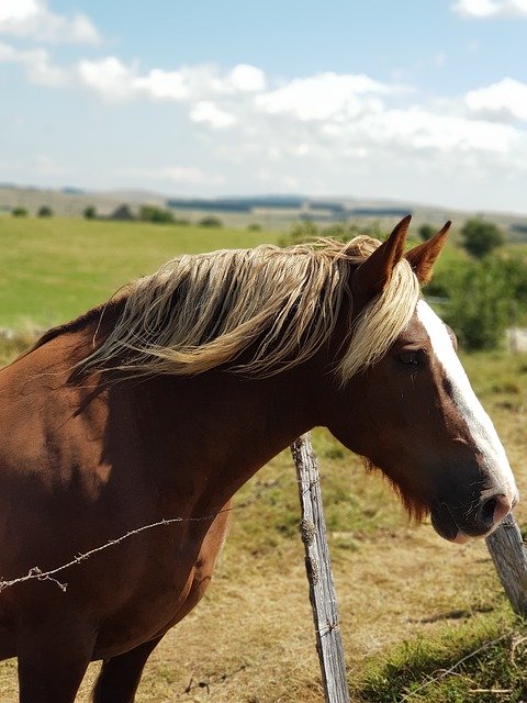 Descarga gratuita Horse Fields Aveyron: foto o imagen gratuita para editar con el editor de imágenes en línea GIMP