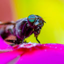 Horsefly  screen for extension Chrome web store in OffiDocs Chromium
