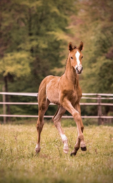 Free download horse foal broodmare free picture to be edited with GIMP free online image editor