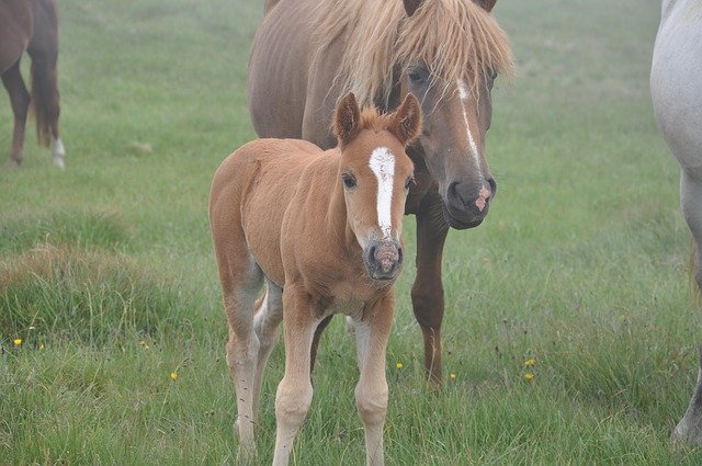 Free download horse foal he has bay horses free picture to be edited with GIMP free online image editor