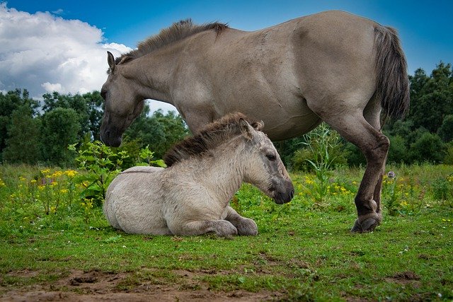 Free download horse foal mare equidae free picture to be edited with GIMP free online image editor