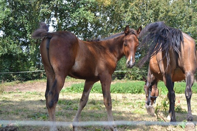 Descarga gratuita Horse Foal Meadow: foto o imagen gratuita para editar con el editor de imágenes en línea GIMP