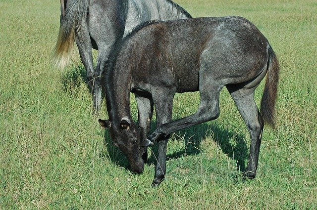 Free download Horse Foal Pasture -  free photo or picture to be edited with GIMP online image editor