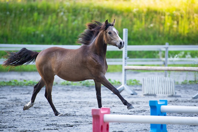 Free download horse foal run pony gallop leap free picture to be edited with GIMP free online image editor