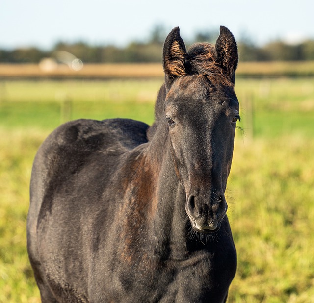 Free download horse foal spring animal wildlife free picture to be edited with GIMP free online image editor