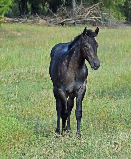 Free picture Horse Foal Weanling Blue -  to be edited by GIMP free image editor by OffiDocs