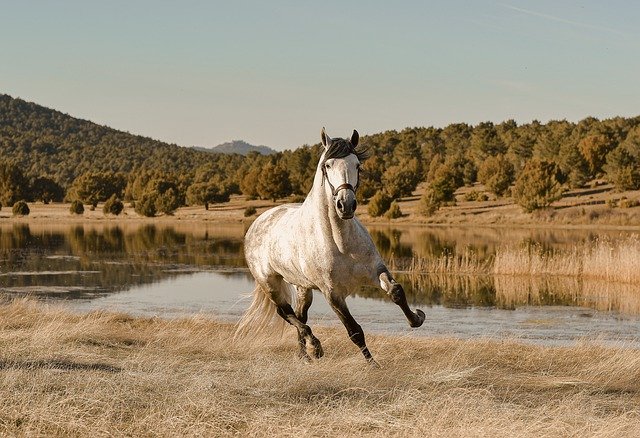 Free download horse gallop field lake run colt free picture to be edited with GIMP free online image editor