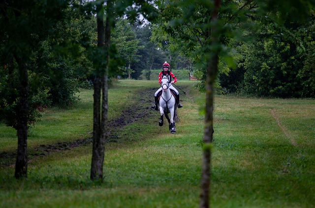 Free download horse galloping gallop uk eventing free picture to be edited with GIMP free online image editor