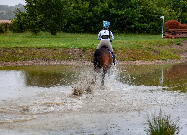 Free download horse gallops through water free picture to be edited with GIMP free online image editor