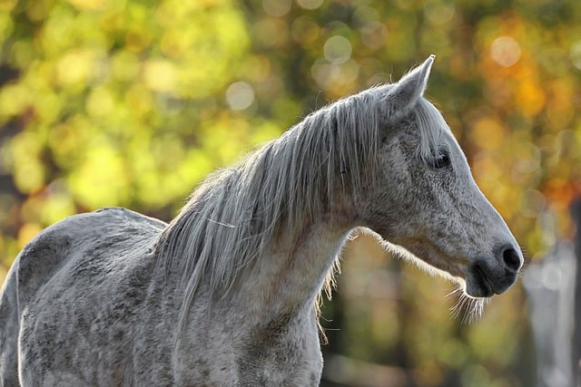 Free download horse gray coat forest wilderness free picture to be edited with GIMP free online image editor
