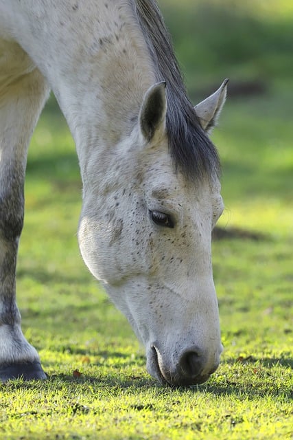 Free download horse grazing neigh mane opposite free picture to be edited with GIMP free online image editor