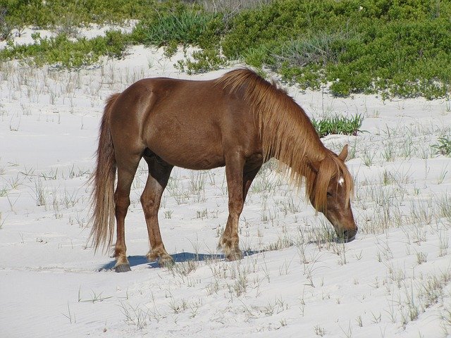 Unduh gratis Horse Grazing Wild Assateague - foto atau gambar gratis untuk diedit dengan editor gambar online GIMP