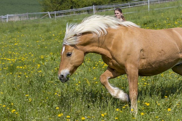 Descarga gratuita Horse Haflinger Pasture - foto o imagen gratis y gratuita para editar con el editor de imágenes en línea GIMP