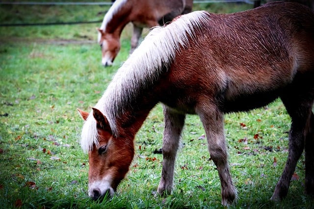 Free download horse haflinger pony animal free picture to be edited with GIMP free online image editor