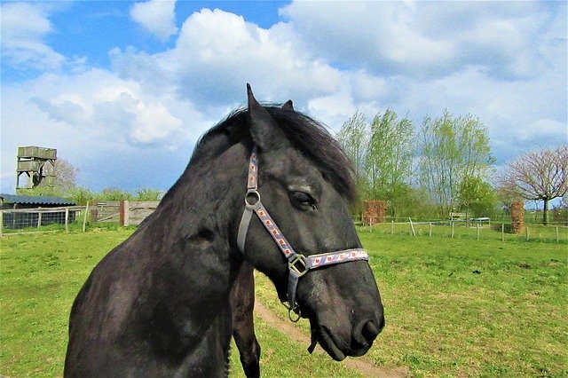 Unduh gratis Horse Halter Moons - foto atau gambar gratis untuk diedit dengan editor gambar online GIMP