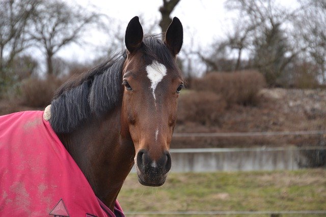 Free download Horse Head Animal Portrait -  free photo or picture to be edited with GIMP online image editor