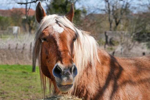 Free download horse head comtois mare mane free picture to be edited with GIMP free online image editor
