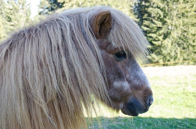 Free download Horse Head Forest -  free photo or picture to be edited with GIMP online image editor