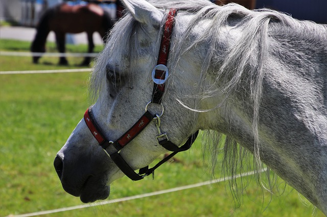 Free download horse head stallion the mane gray free picture to be edited with GIMP free online image editor