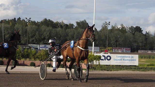 Free download Horse Helsinki Vermon -  free photo or picture to be edited with GIMP online image editor