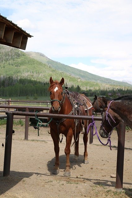 Descarga gratuita Horseback Riding: foto o imagen gratuita para editar con el editor de imágenes en línea GIMP