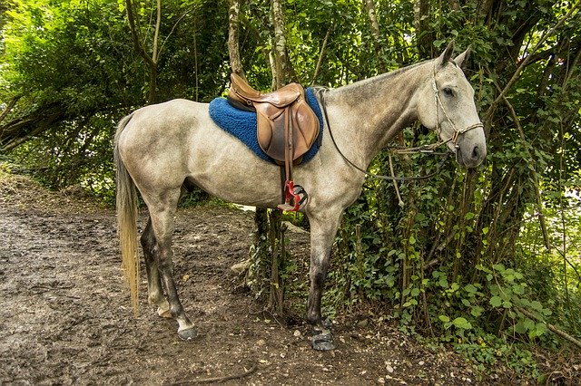 Unduh gratis Horseback Riding Animals - foto atau gambar gratis untuk diedit dengan editor gambar online GIMP