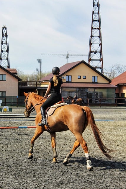 Free download horse horseback riding horse riding free picture to be edited with GIMP free online image editor