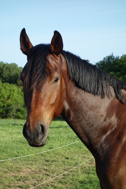 Free download horse horse head shot free picture to be edited with GIMP free online image editor