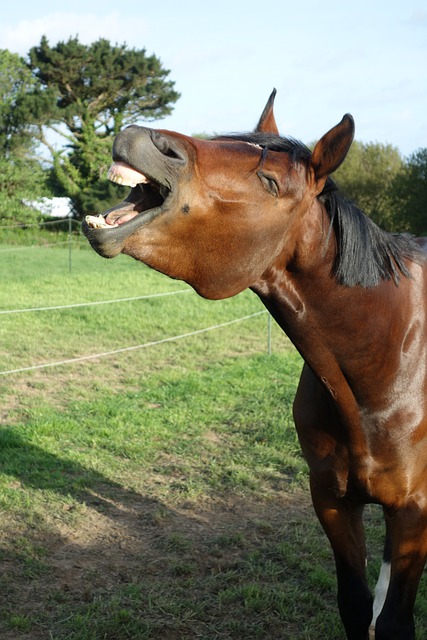 Free download horse horse no tack bay horse free picture to be edited with GIMP free online image editor