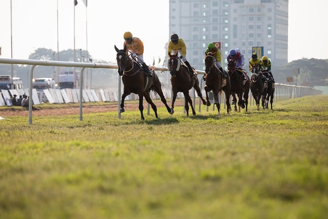 Free download horse horse race jockey free picture to be edited with GIMP free online image editor
