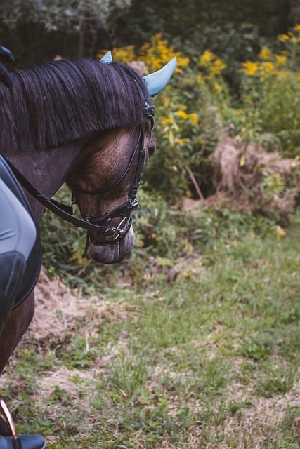 Free download horse horse riding outdoors animal free picture to be edited with GIMP free online image editor