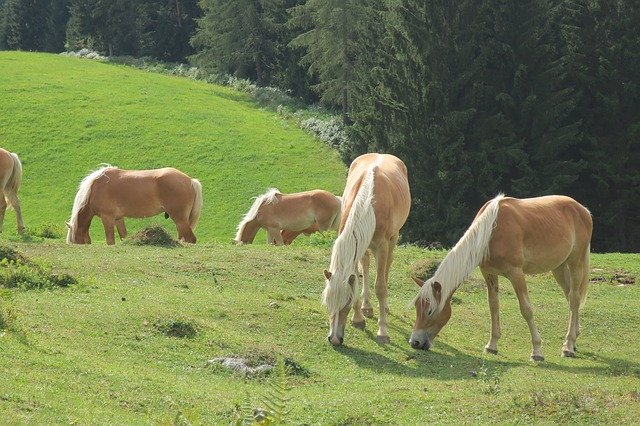 قم بتنزيل قالب صور مجاني من Horse Horses Alpine ليتم تحريره باستخدام محرر الصور عبر الإنترنت GIMP